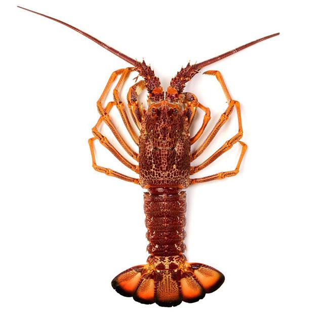 ROYAL LOBSTER
