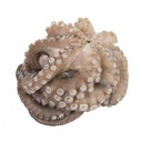 OCTOPUS CLEANED 1500/2000
