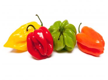 CHILLI SCOTCH BONNET