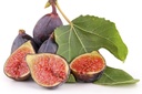 FIG BLACK