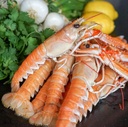 LANGOUSTINE SCAMPI WHOLE 17/20
