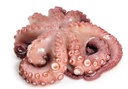 [Poulpe nettoyé 500/800 - Carton de 10 ou 15 kilos] OCTOPUS CLEANED 500/800