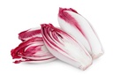 CHICORY - ENDIVE RED