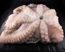 [Poulpe entier Afrique 800/1200 - Colis de 10 ou 15 kg] WHOLE OCTOPUS 800/1200 G