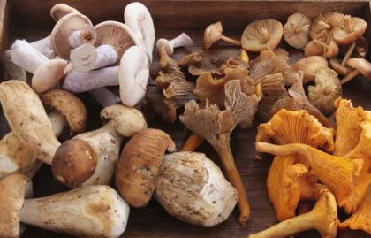 [Cocktail de Champignons des bois - Sachet de 1 kilo] WILD MUSHROOM MIX
