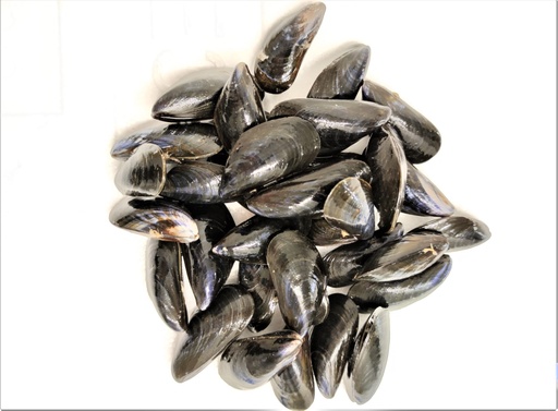 MUSSELS